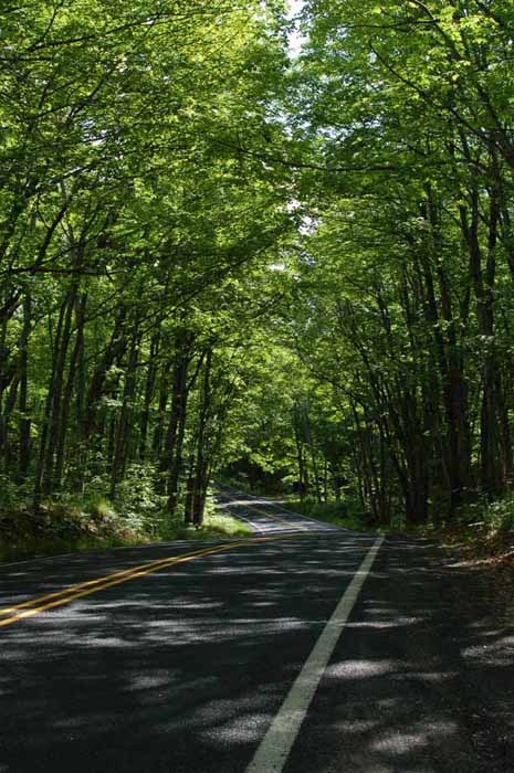 a shade road on the Keweenaw Peninsula